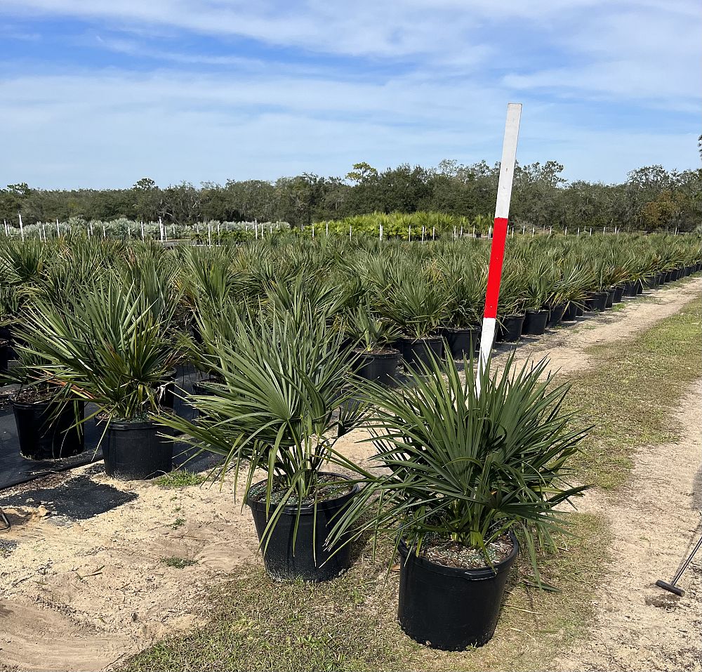 sabal-minor-dwarf-blue-stem-palmetto