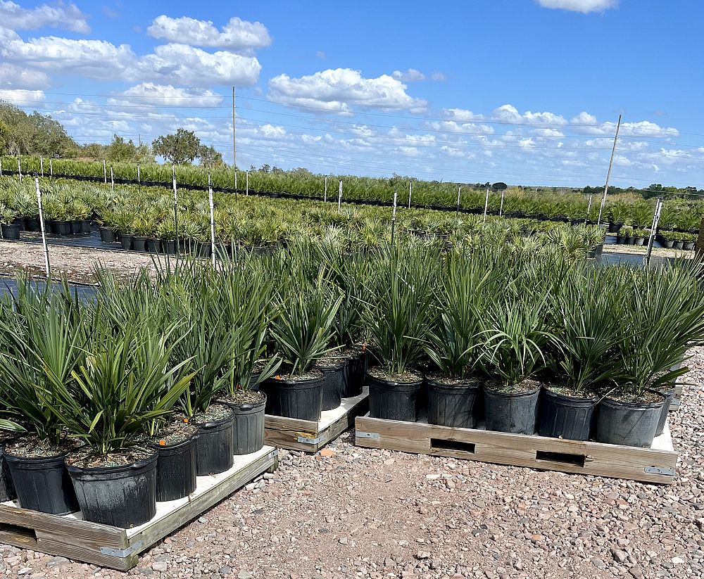 sabal-minor-dwarf-blue-stem-palmetto