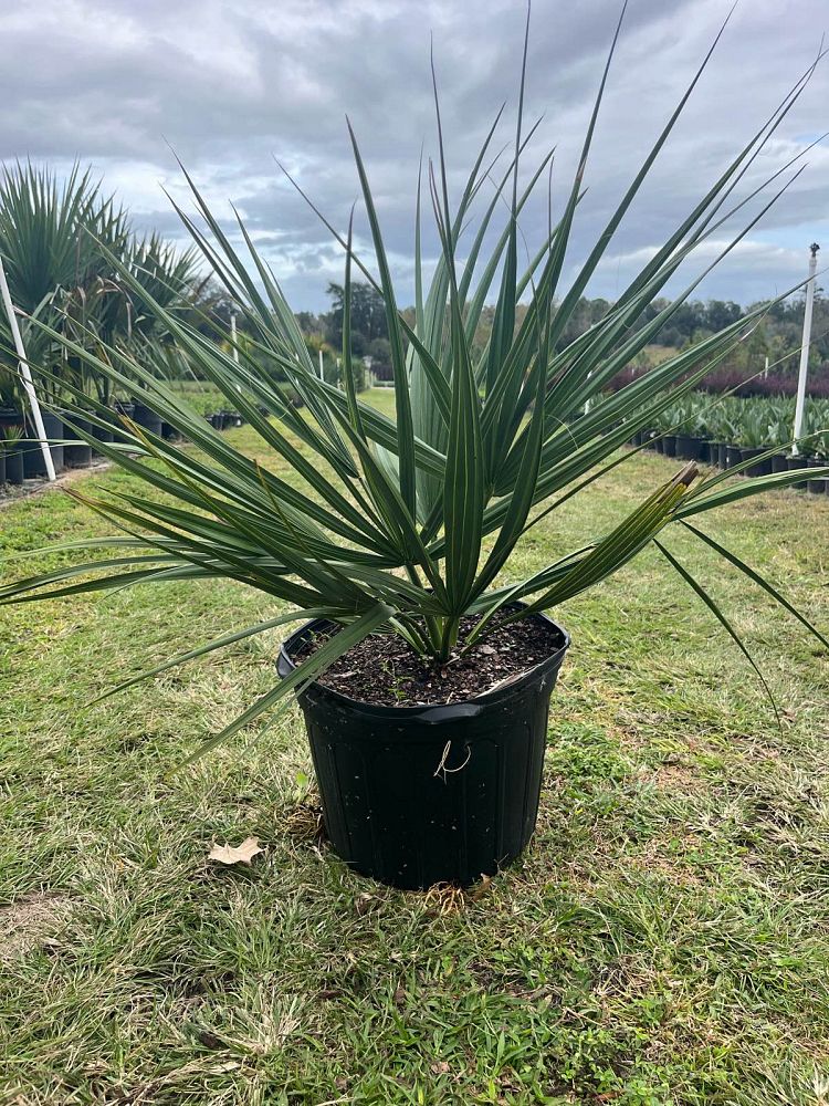 sabal-minor-dwarf-blue-stem-palmetto