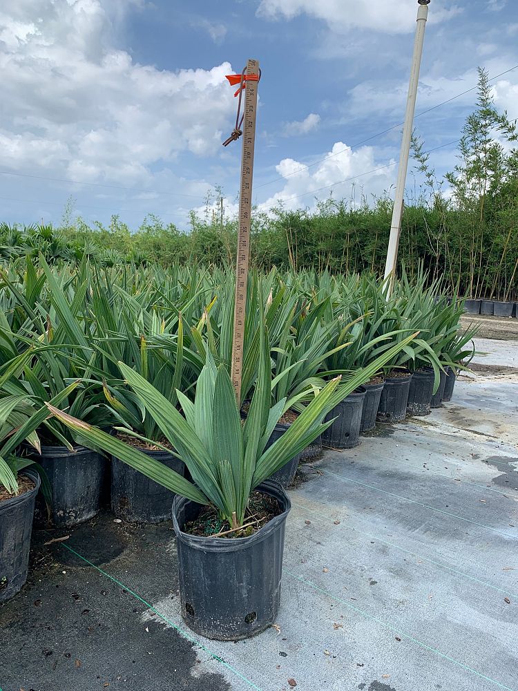 sabal-minor-dwarf-blue-stem-palmetto