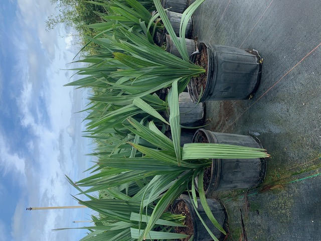 sabal-minor-dwarf-blue-stem-palmetto