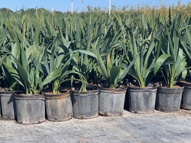 sabal-minor-dwarf-blue-stem-palmetto