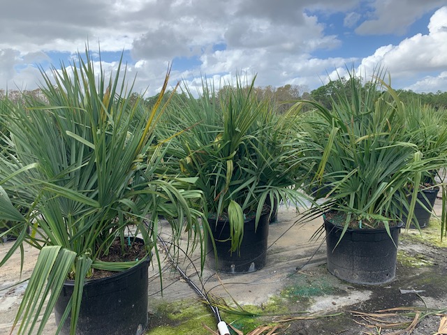 sabal-minor-dwarf-blue-stem-palmetto