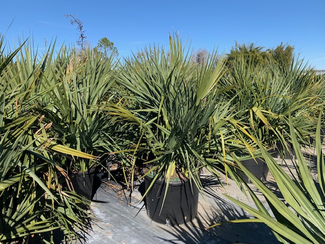 sabal-minor-dwarf-blue-stem-palmetto