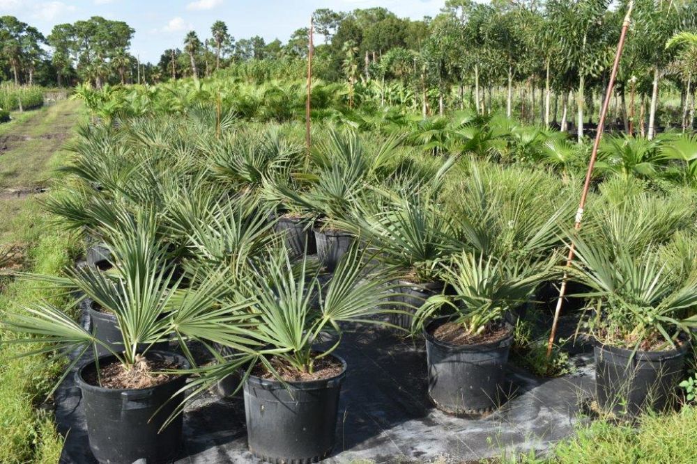 sabal-minor-dwarf-blue-stem-palmetto