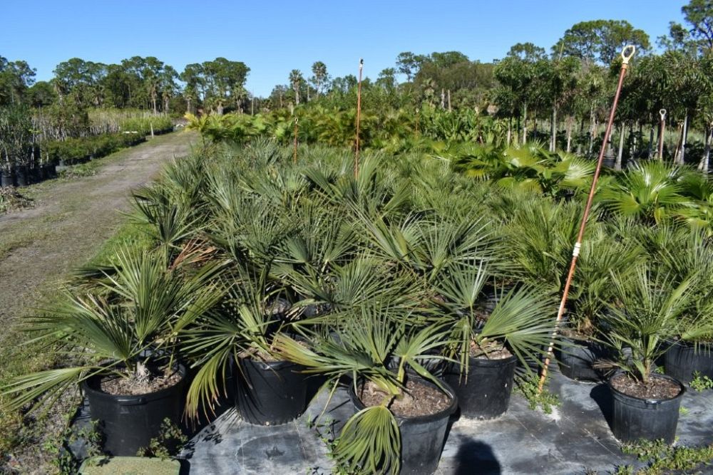 sabal-minor-dwarf-blue-stem-palmetto