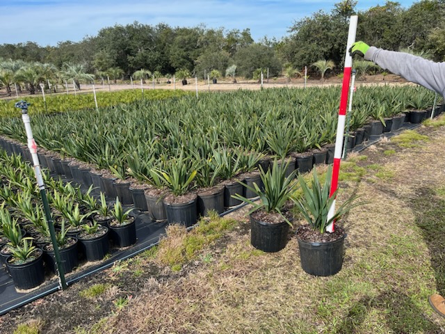 sabal-minor-dwarf-blue-stem-palmetto