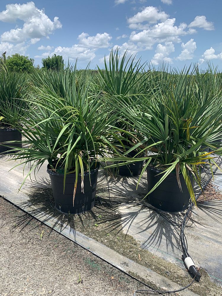 sabal-minor-dwarf-blue-stem-palmetto