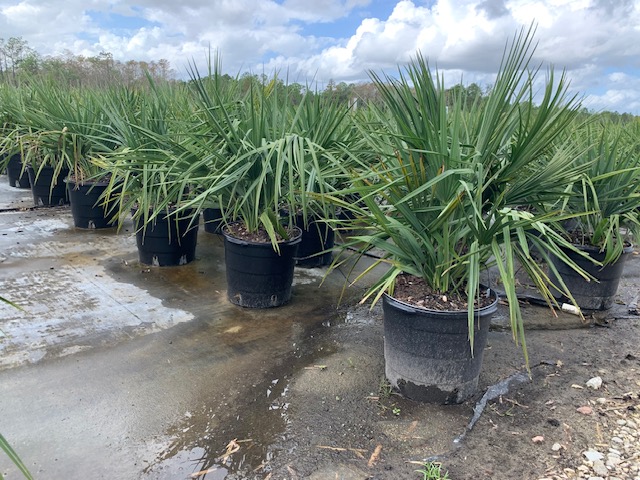 sabal-minor-dwarf-blue-stem-palmetto