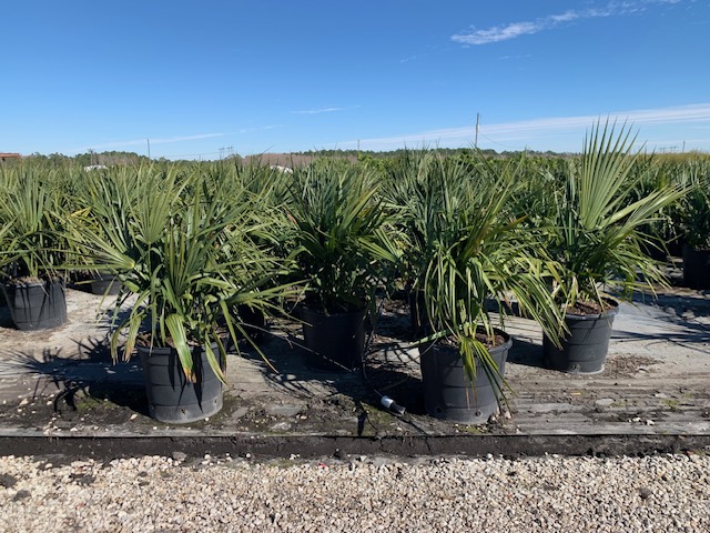 sabal-minor-dwarf-blue-stem-palmetto