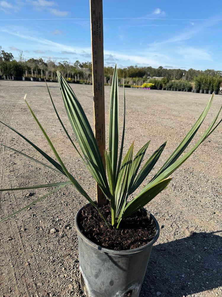 sabal-minor-dwarf-blue-stem-palmetto