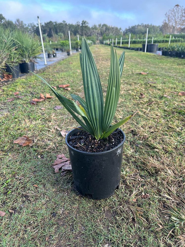 sabal-minor-dwarf-blue-stem-palmetto