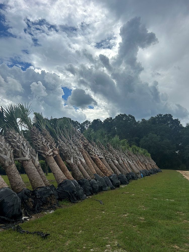 sabal-palmetto-cabbage-palm