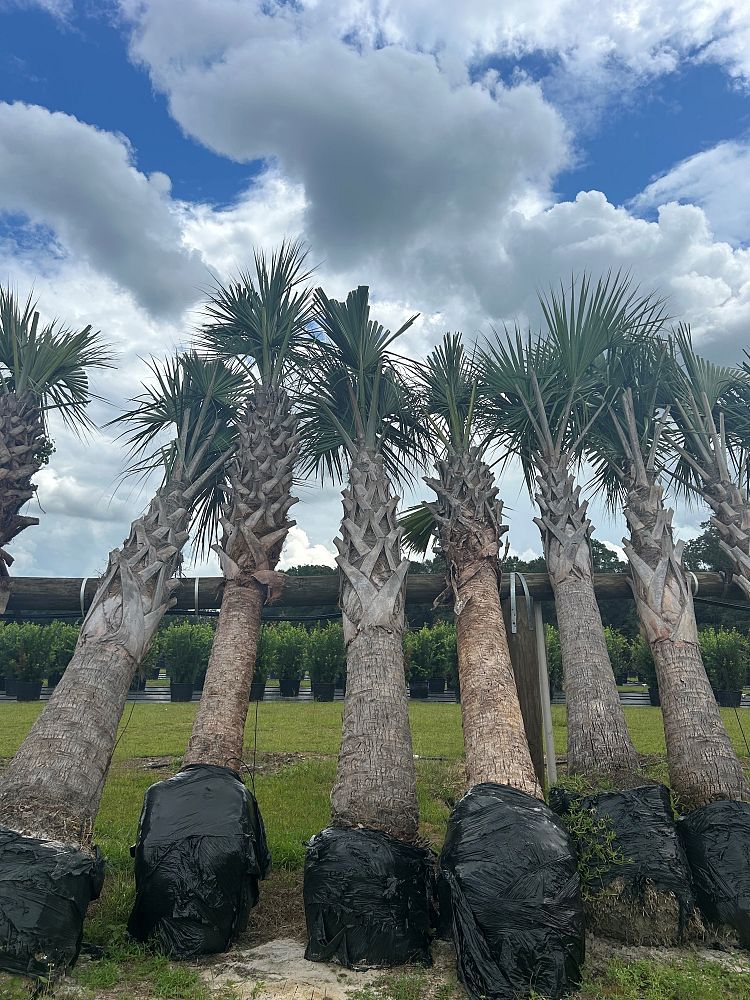 sabal-palmetto-cabbage-palm