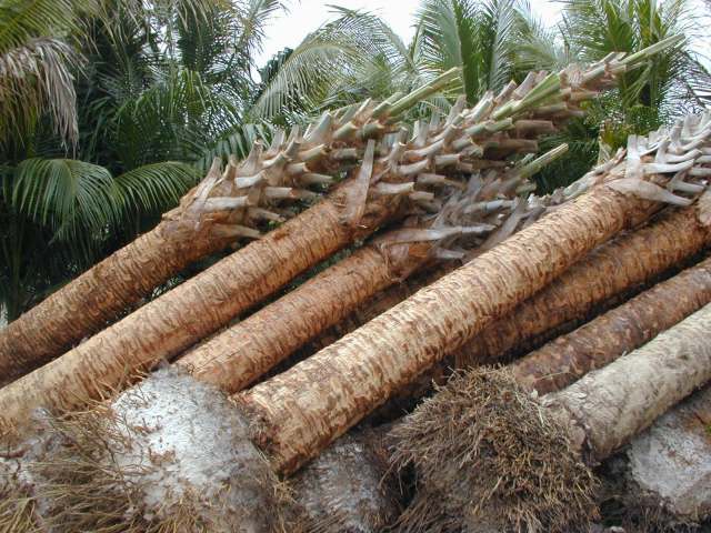 sabal-palmetto-cabbage-palm