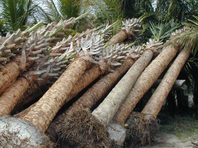 sabal-palmetto-cabbage-palm