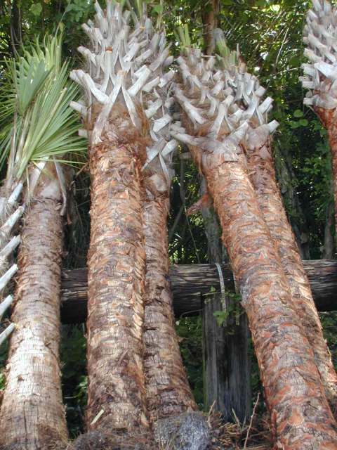 sabal-palmetto-cabbage-palm