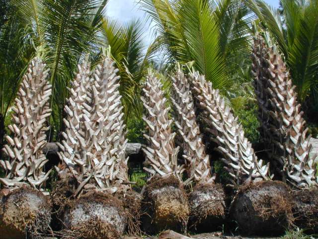 sabal-palmetto-cabbage-palm