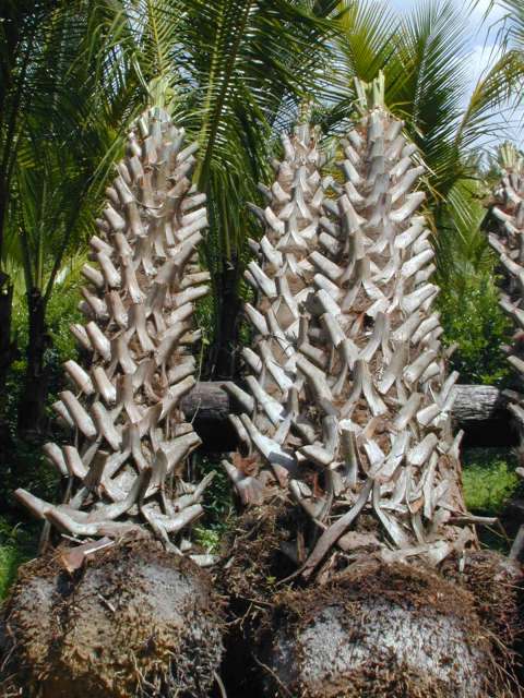 sabal-palmetto-cabbage-palm