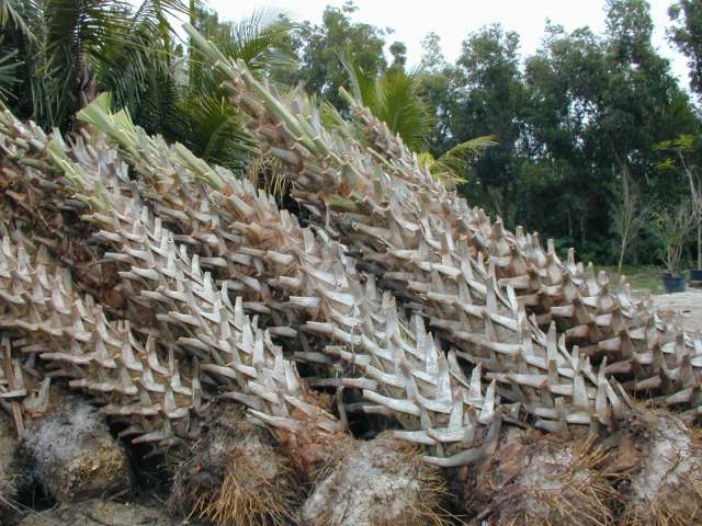 sabal-palmetto-cabbage-palm