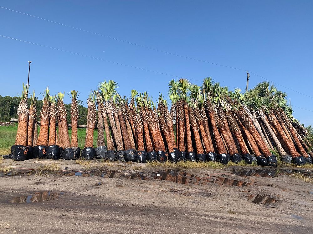 sabal-palmetto-cabbage-palm