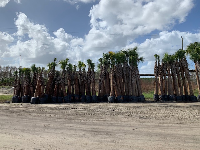 sabal-palmetto-cabbage-palm