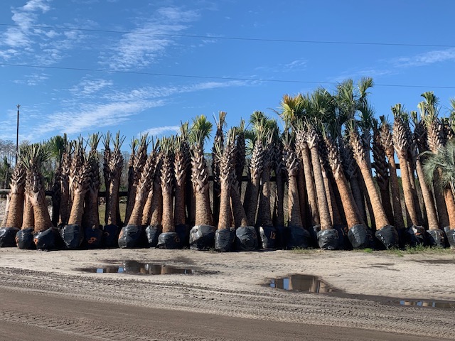 sabal-palmetto-cabbage-palm