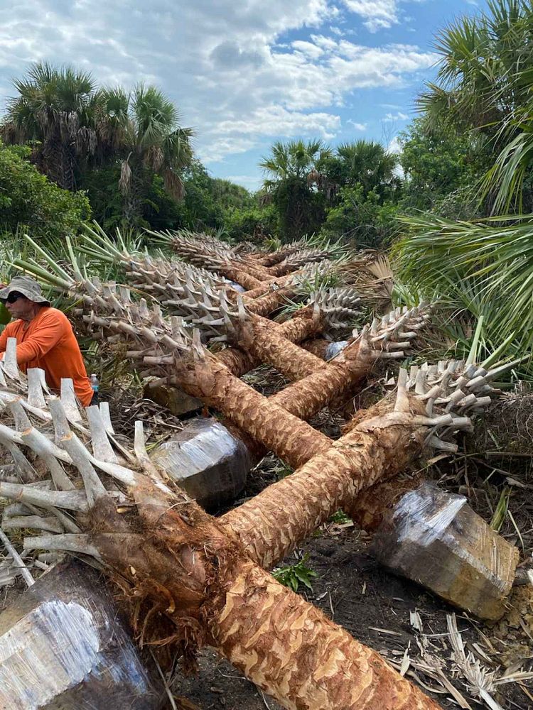 sabal-palmetto-cabbage-palm