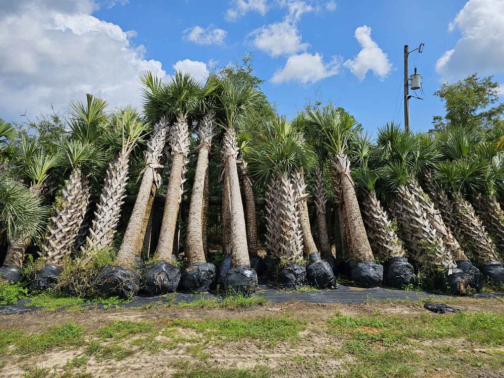 sabal-palmetto-cabbage-palm