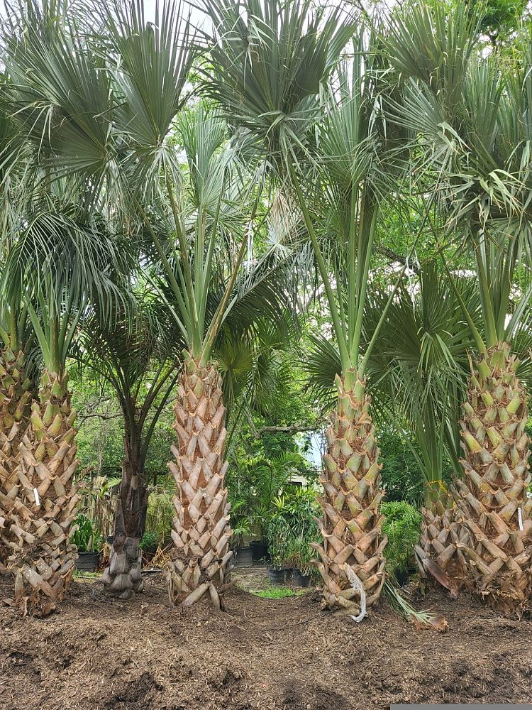 sabal-palmetto-regenerated-cabbage-palm-regenerated