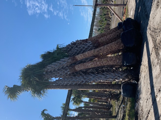 sabal-palmetto-regenerated-cabbage-palm-regenerated