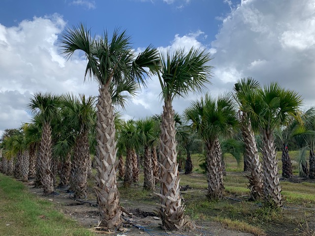 sabal-palmetto-regenerated-cabbage-palm-regenerated