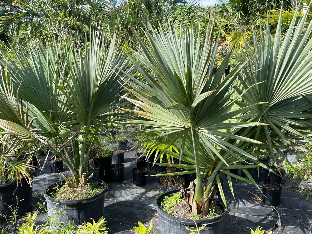 sabal-palmetto