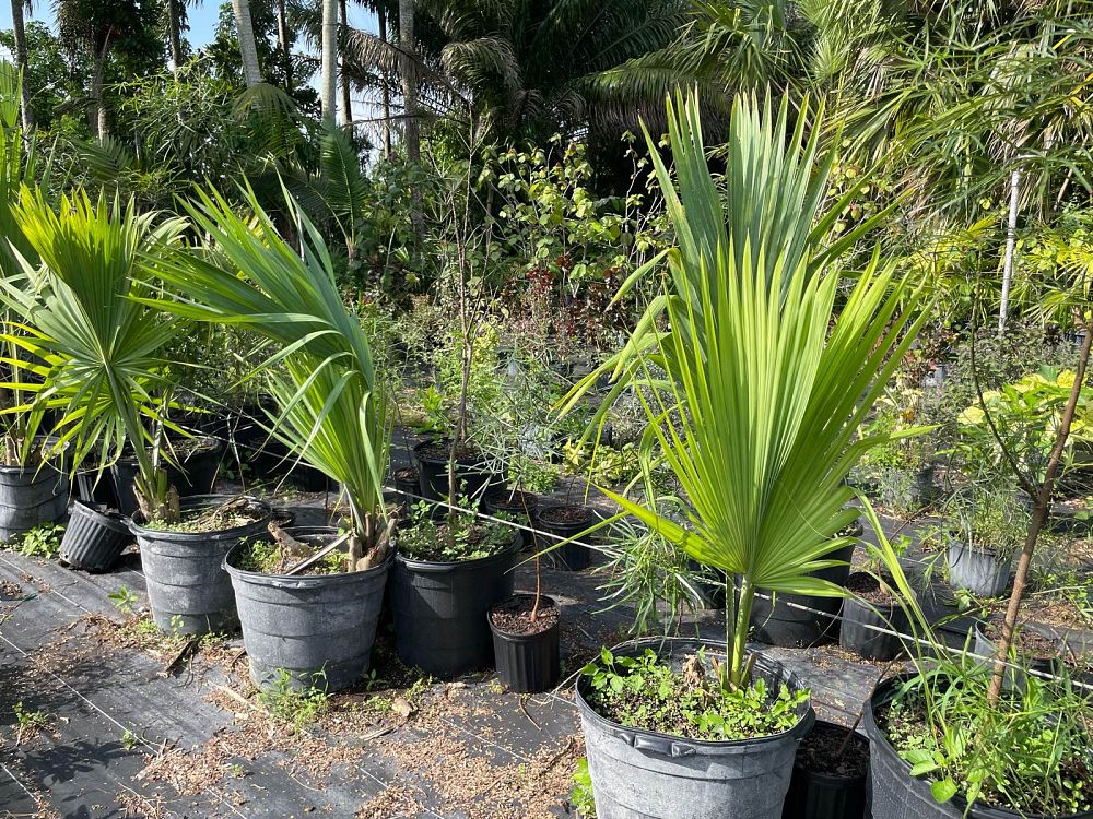 sabal-palmetto