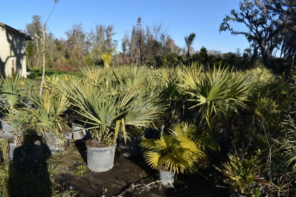 sabal-riverside-cabbage-palm