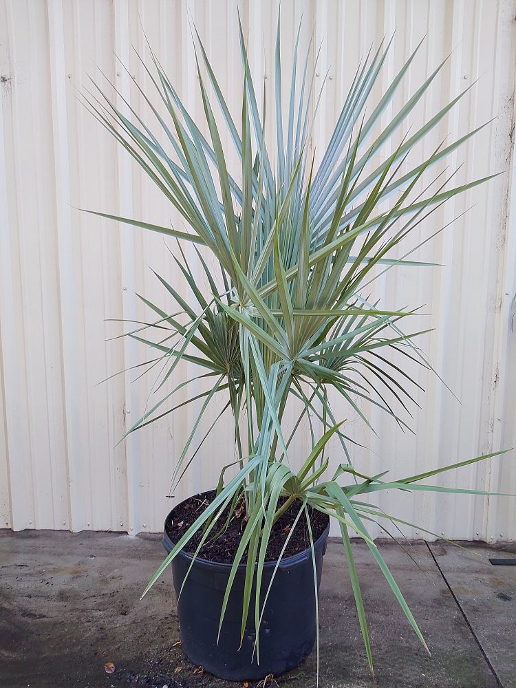 sabal-uresana-sonoran-palmetto