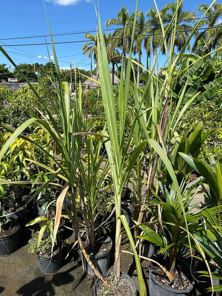 saccharum-officinarum-sugarcane