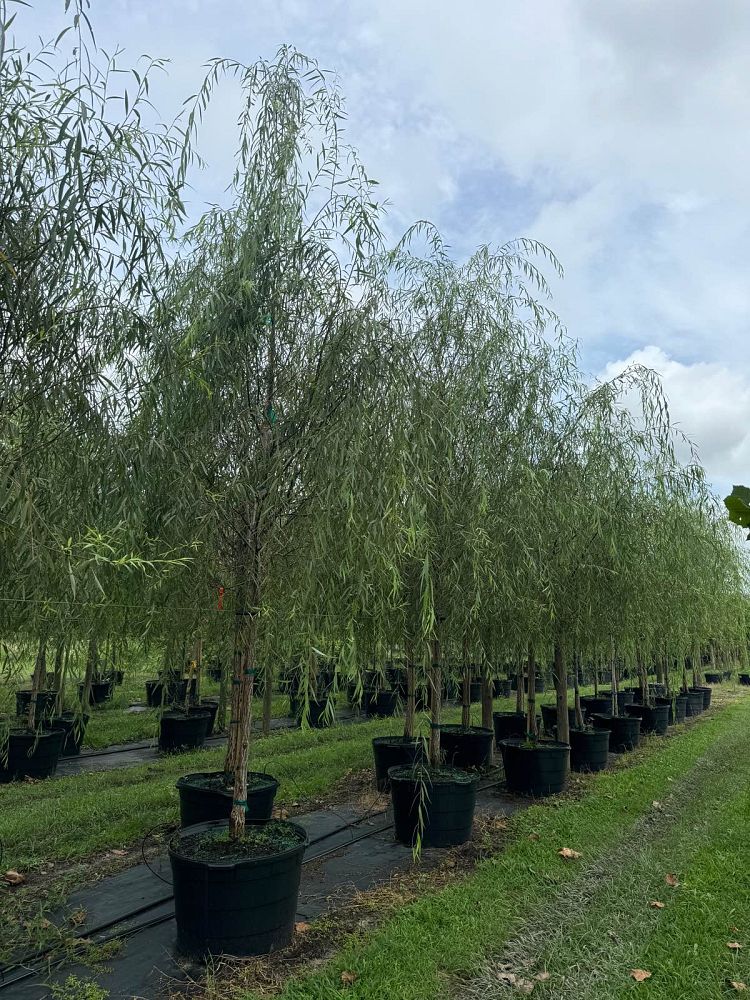 salix-babylonica-weeping-willow