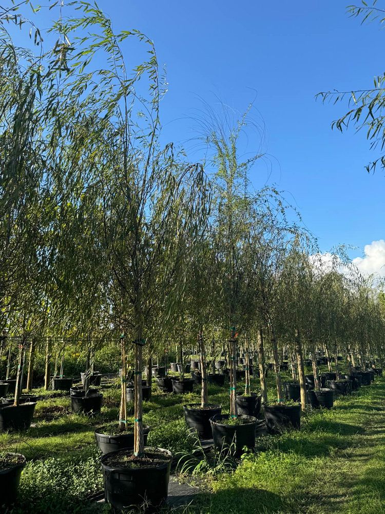 salix-babylonica-weeping-willow