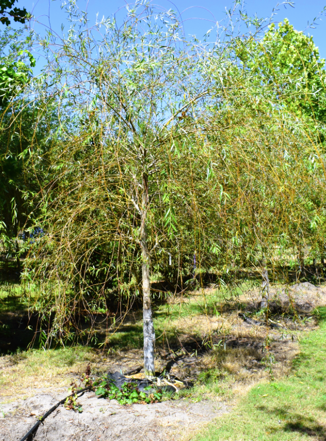 salix-babylonica-weeping-willow