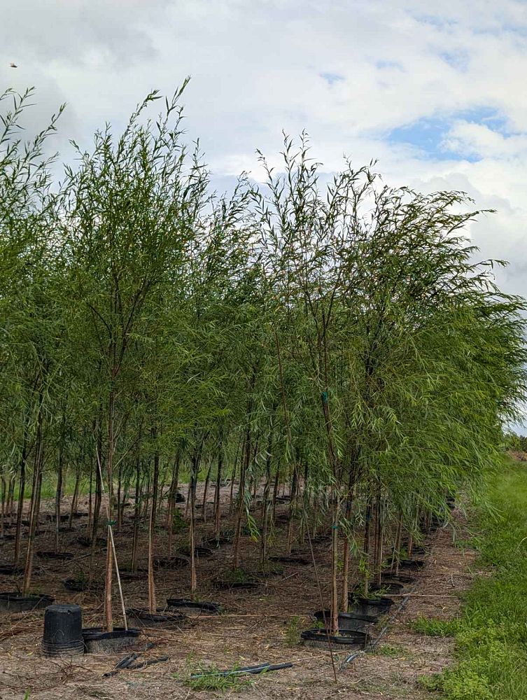 salix-babylonica-weeping-willow