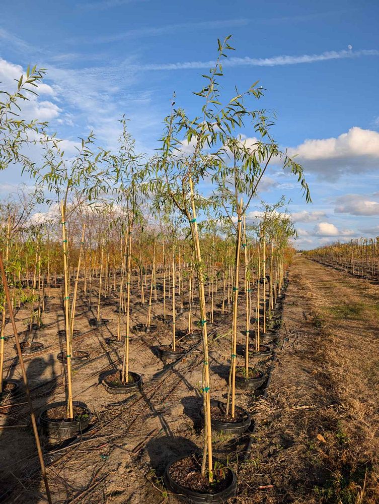 salix-babylonica-weeping-willow