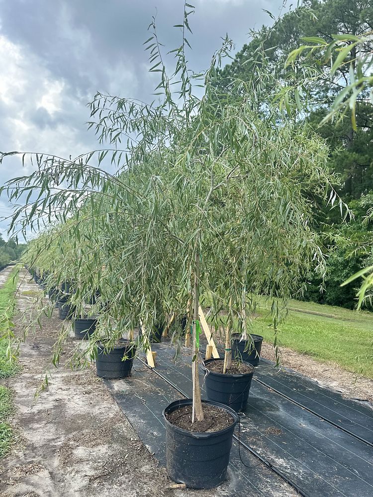 salix-babylonica-weeping-willow