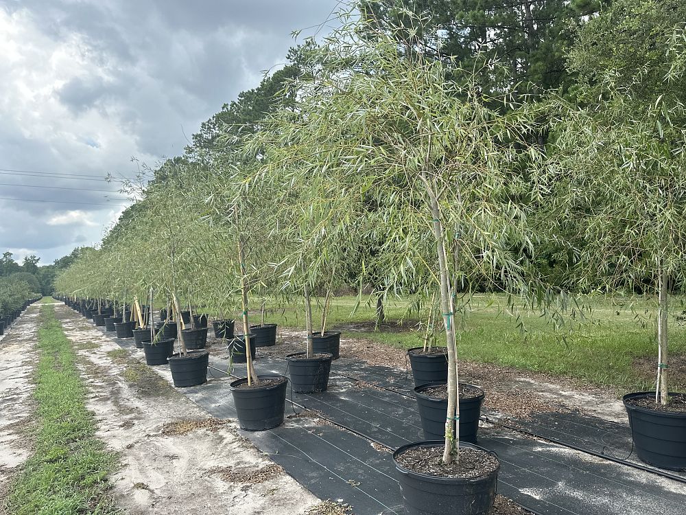 salix-babylonica-weeping-willow