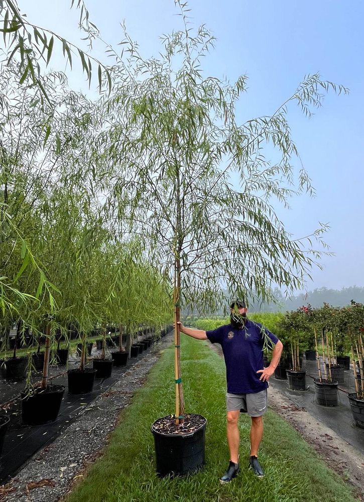 salix-babylonica-weeping-willow