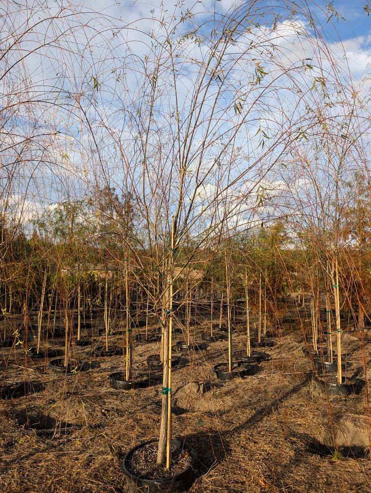 salix-babylonica-weeping-willow