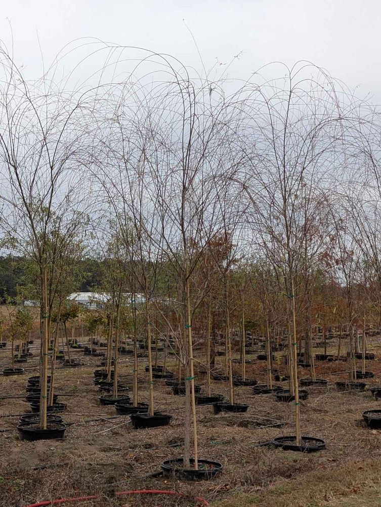 salix-babylonica-weeping-willow