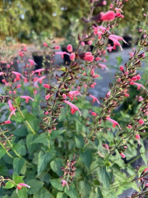 salvia-coccinea-pink-scarlet-sage