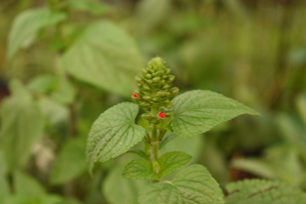 salvia-coccinea-scarlet-sage