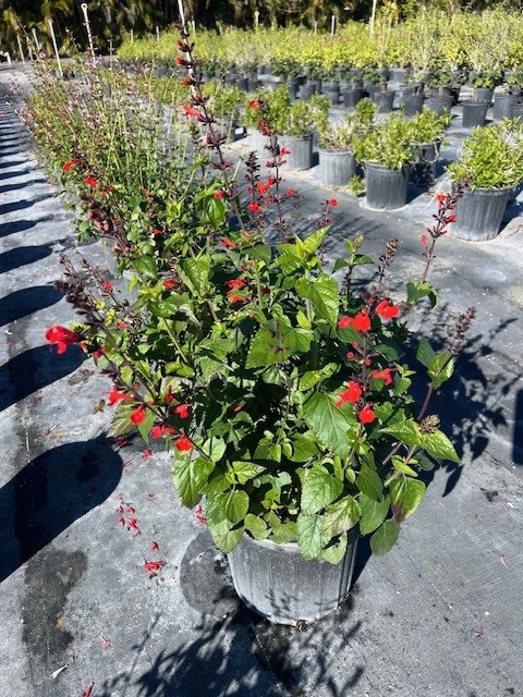 salvia-coccinea-scarlet-sage